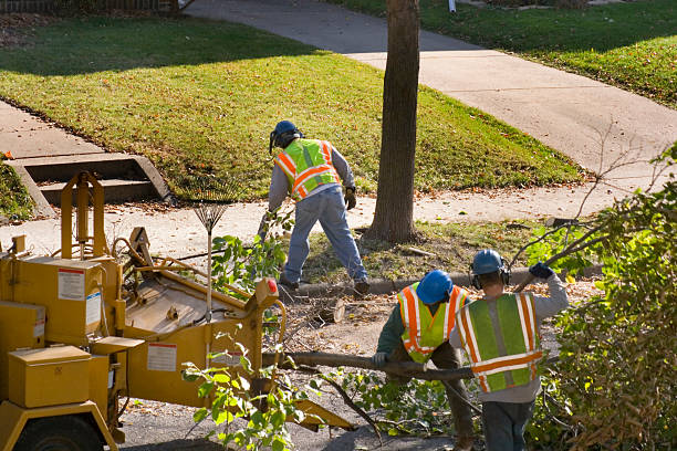 Best Emergency Tree Removal  in Cape Coral, FL